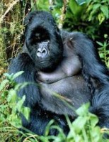 /album/mal-trato-animal/images-4-jpg/